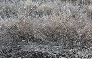 Grass Dead 0016